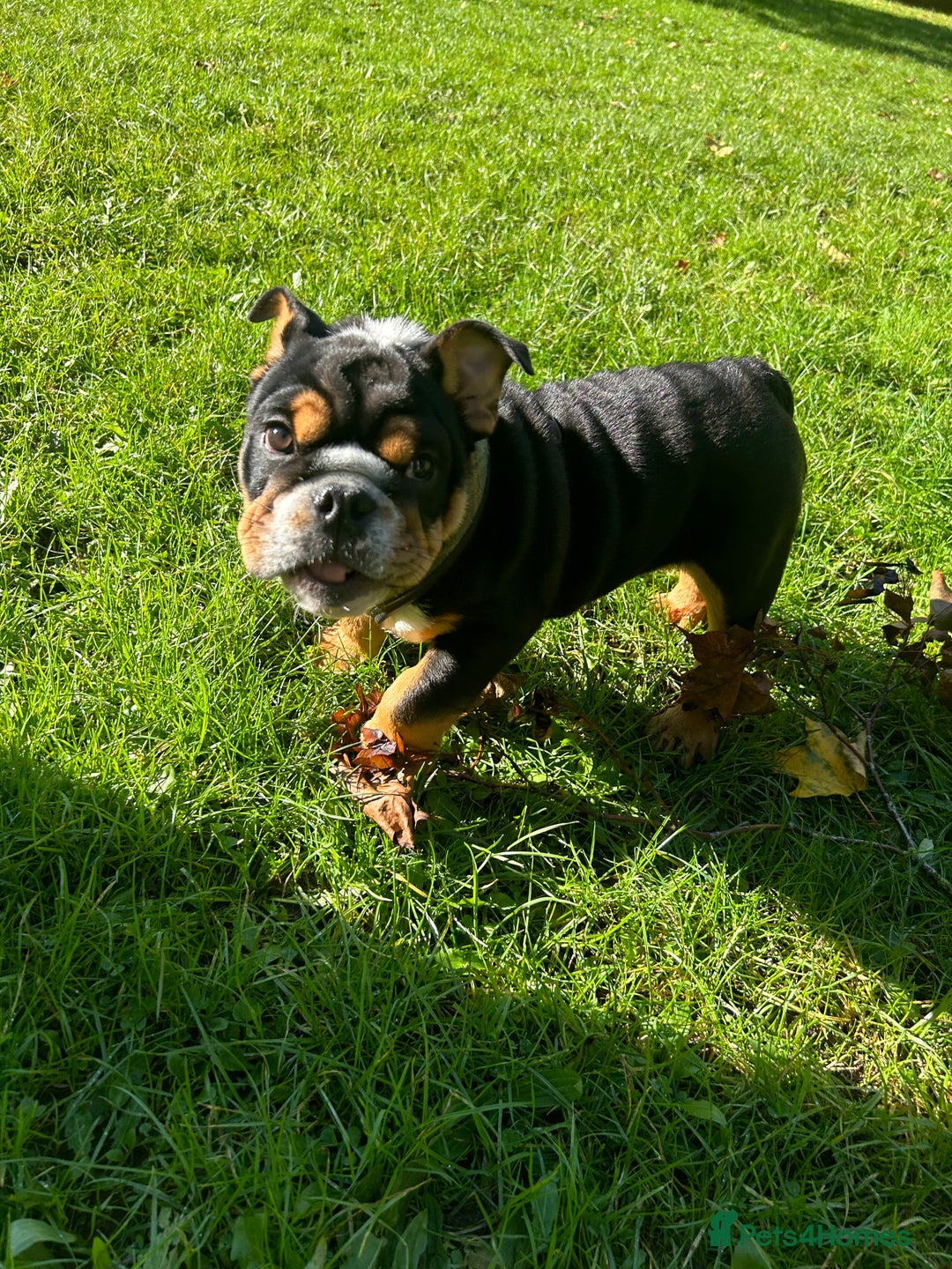 English Bulldog dogs for stud: Stud English Bulldog - Image 14