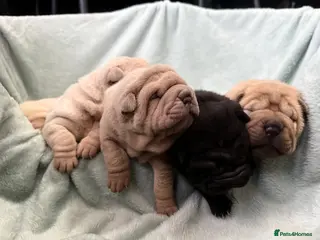 Shar Pei dogs Beautiful shar pei puppy’s 💜 - Advert 5