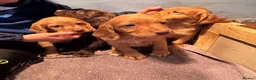 Cocker Spaniel dogs for sale: Beautiful Working Cocker Spanials - Advert 4