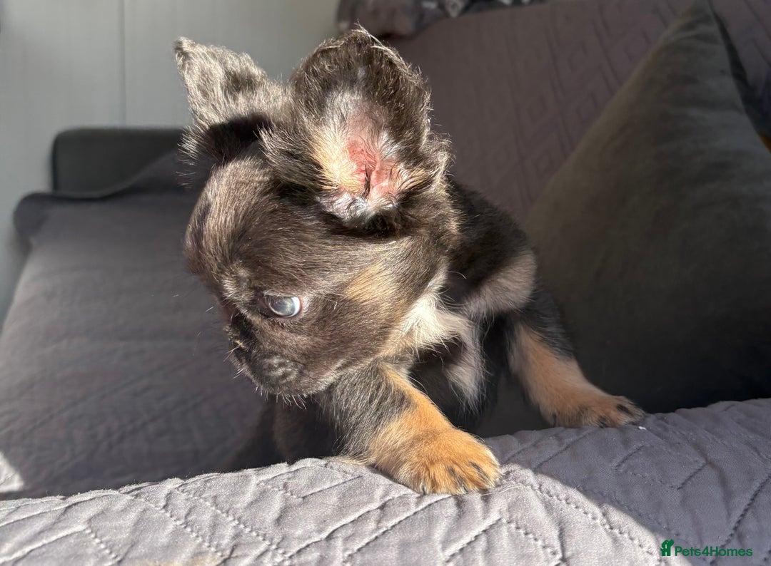 French Bulldog dogs for sale: Luxury full fluffy French bulldog  - Image 7