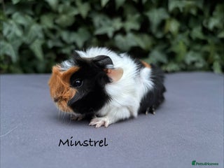 Guinea Pig rodents Baby guinea pigs - Advert 5