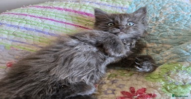 Maine Coon cats - Advert 12