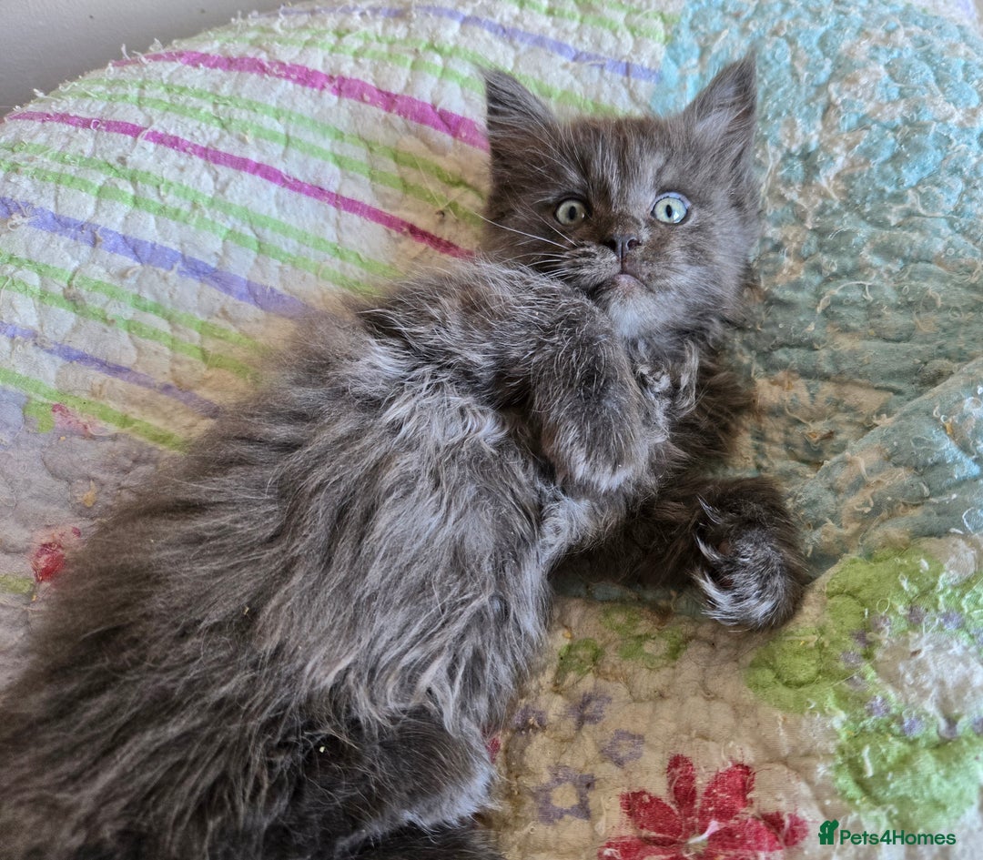 Maine Coon cats for sale: Stunning GCCF Maine Coon kittens  - Image 3