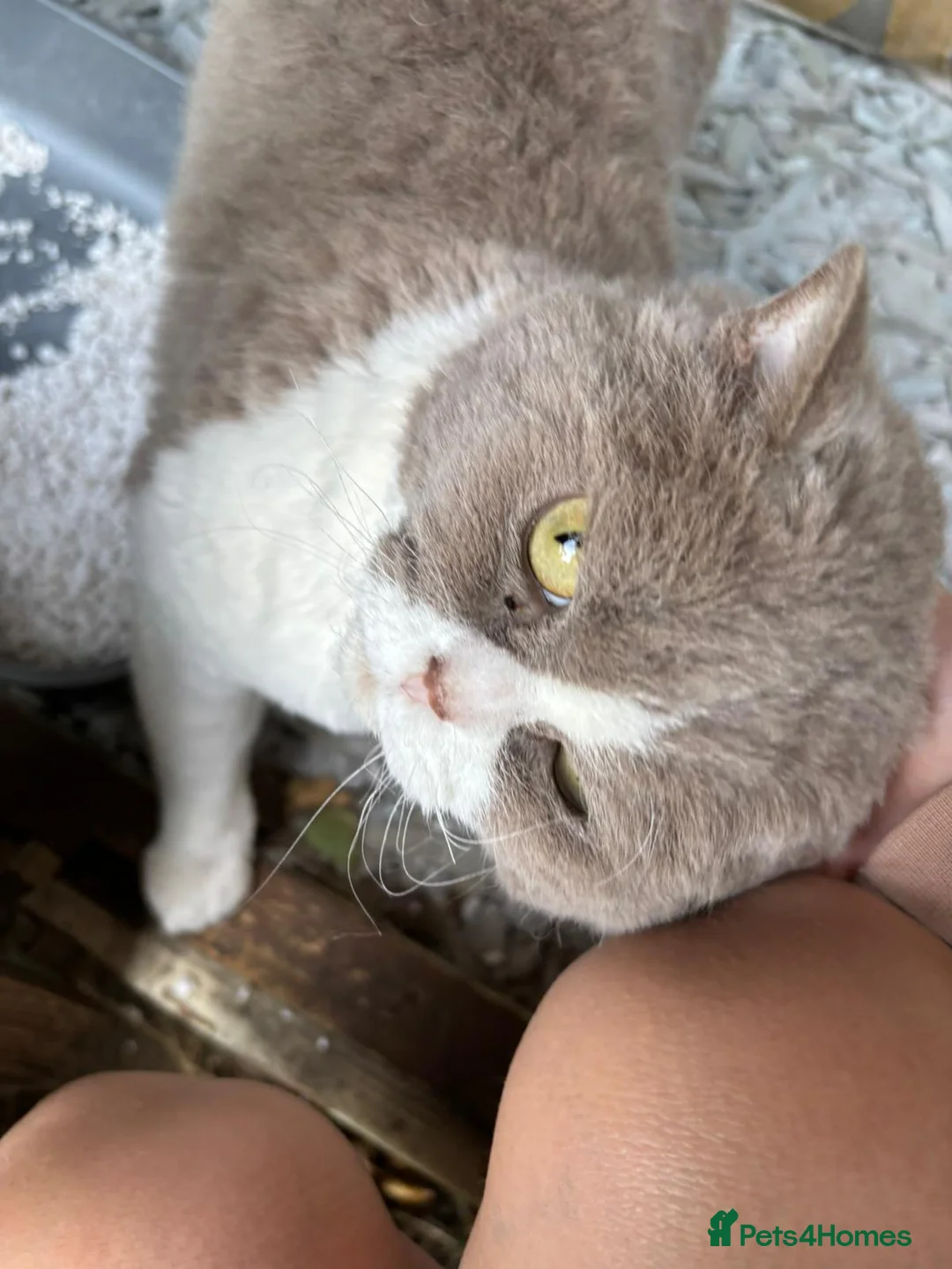 Selkirk Rex cats for sale: Selkirk Rex cat  in Barnsley - Advert 2