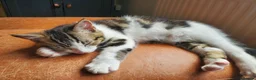 Domestic Shorthair cats for sale: 3 male and 1 female kittens born 15/2/26 in Worthing - Advert 2