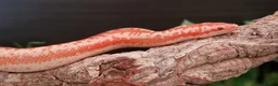 Snake reptiles for sale: Rosy Boa, Albino Coastal Female CB23 - Advert 2