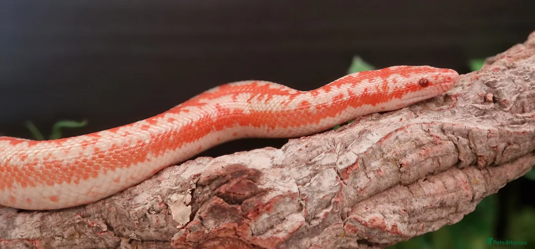 Snake reptiles for sale: Rosy Boa, Albino Coastal Female CB23 - Advert 2