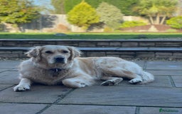 Golden Retriever dogs for sale: Big Boned Golden Retiever Puppies - Image 5