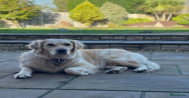 Golden Retriever dogs - Advert 2