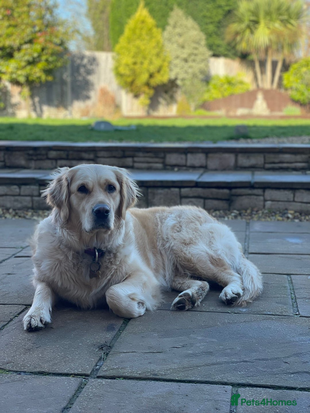 Golden Retriever dogs for sale: Big Boned Golden Retiever Puppies - Image 5