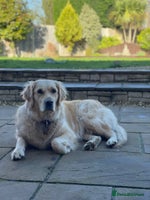 Golden Retriever dogs - Advert 2