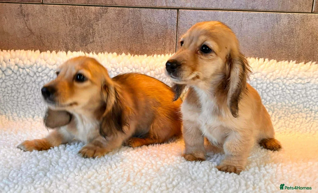 Miniature Dachshund dogs for sale: PRA CLEAR mini longhaired cream boys  - Advert 6