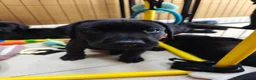 Labrador Retriever dogs for sale: Beautiful Black Labrador Boys Ready Soon - Advert 7