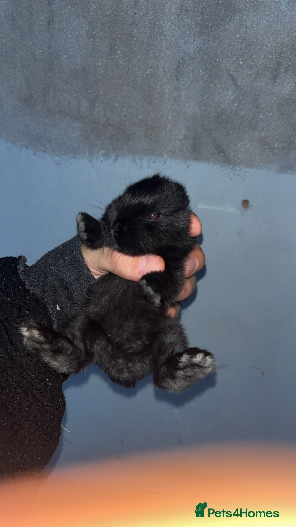 Mini Lop rabbits Mini lop - Advert 12