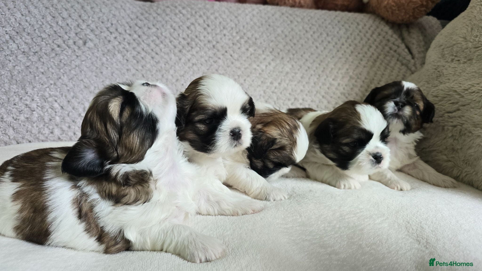 Shih Tzu dogs Beautiful Shih Tzu Puppies for Sale - Advert 6
