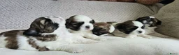 Shih Tzu dogs for sale: Beautiful Purebred Shih Tzu Puppies for Sale - Advert 16