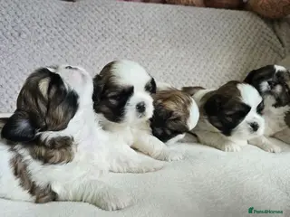 Shih Tzu dogs Beautiful Shih Tzu Puppies for Sale - Advert 1