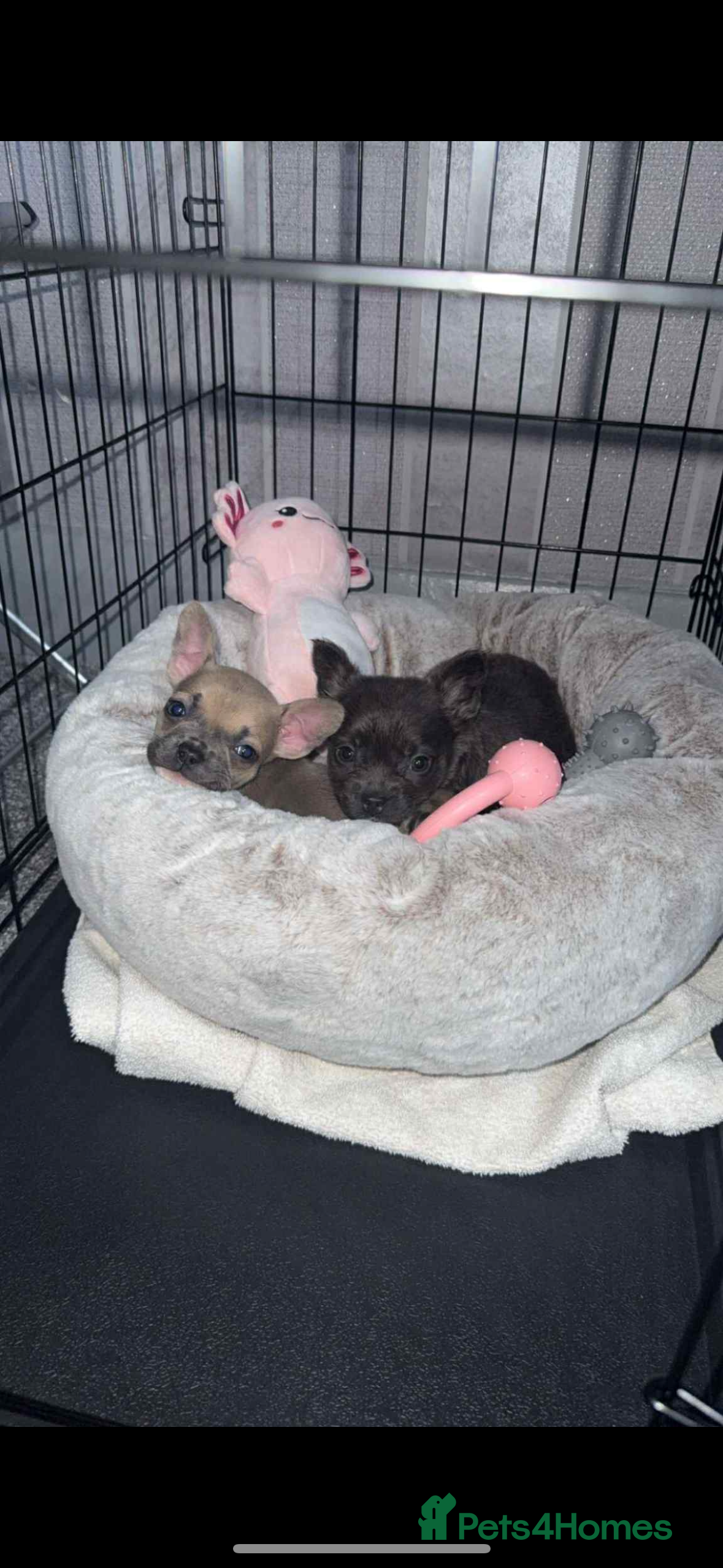 Mixed Breed dogs French bulldog x pocket bully pups  - Advert 6