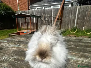 Angora rabbits Teddy Dwerg Male Litter Trained & Child Friendly - Advert 6