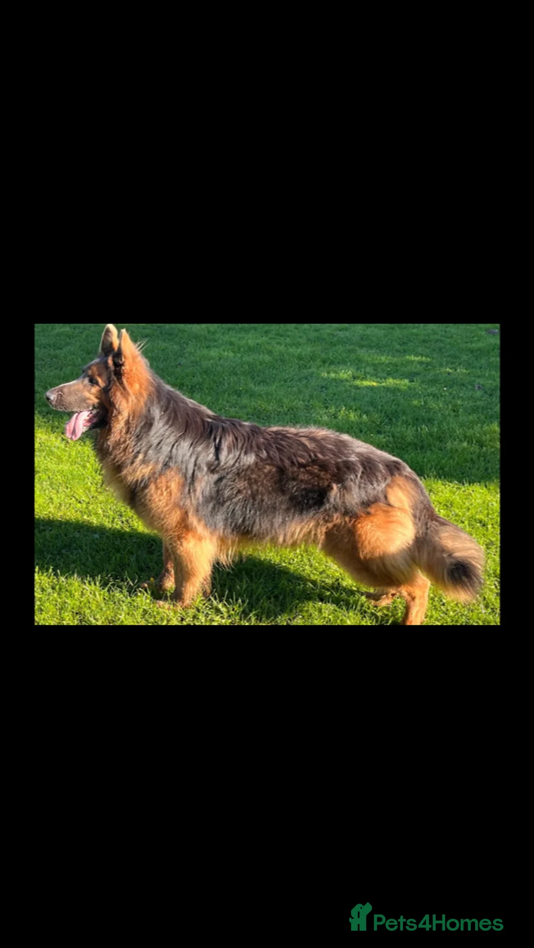 German Shepherd dogs for sale: Exceptional litter of KCreg German shepherds - Advert 2