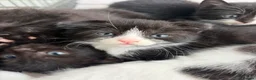 Scottish Fold cats for sale: Scottish Fold Mix Kitten  - Advert 4
