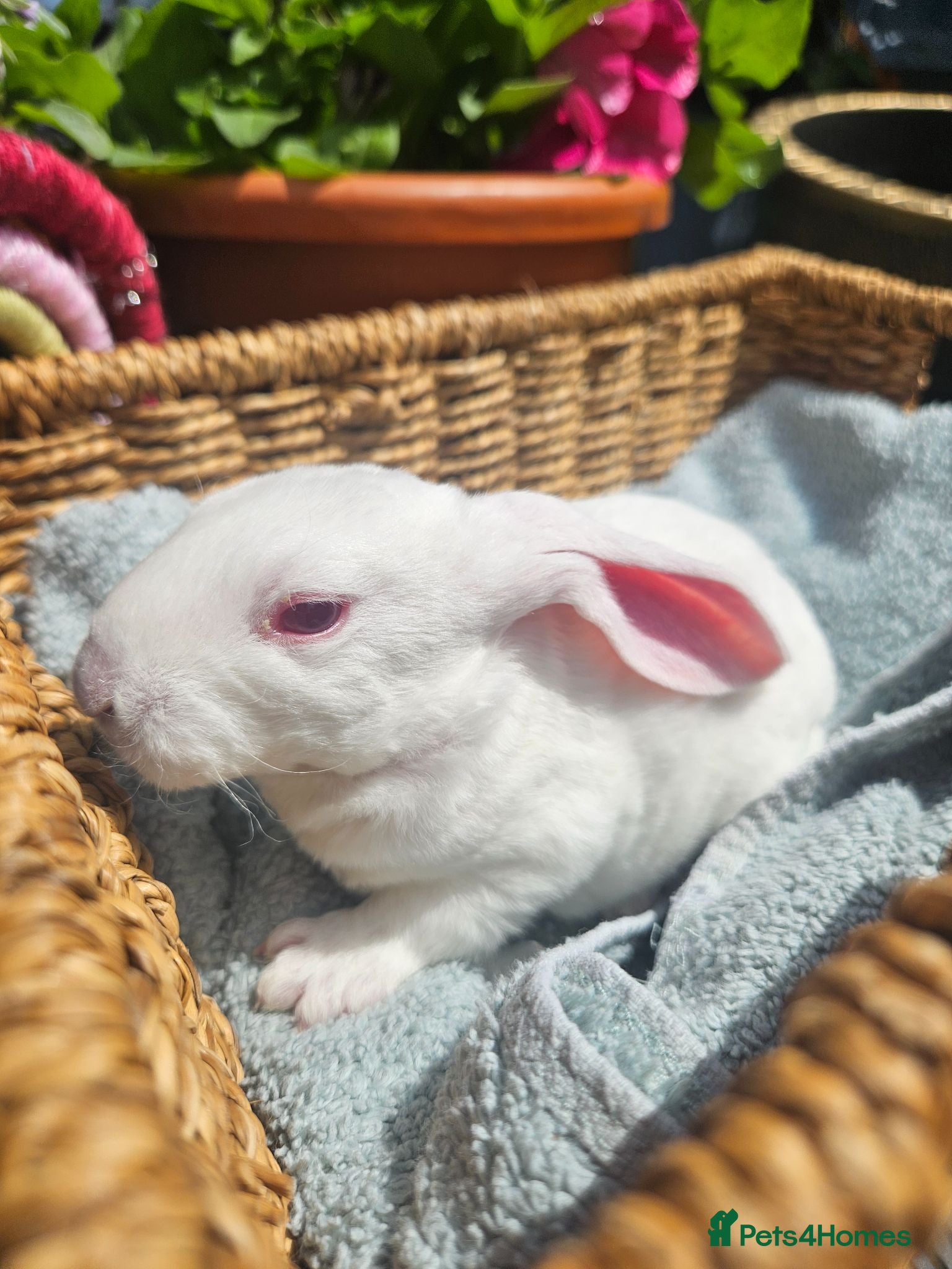Rex rabbits Velveteen Litter  - Advert 19