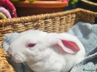 Rex rabbits Velveteen Litter - Advert 1