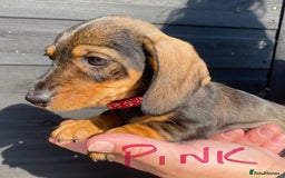Miniature Dachshund dogs for sale: Quality Dachshund puppies - Image 11