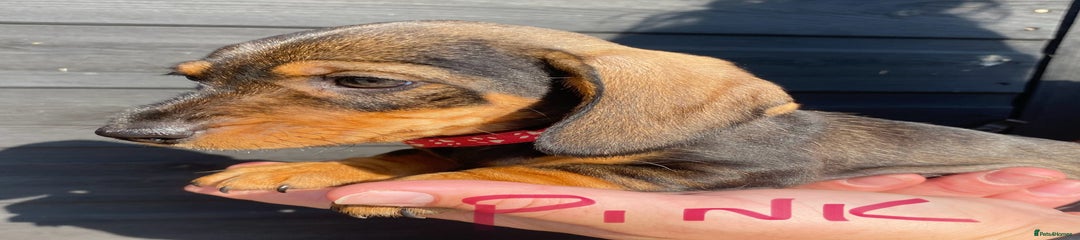 Puppy 7. Pink collar - Red/wild boar colour