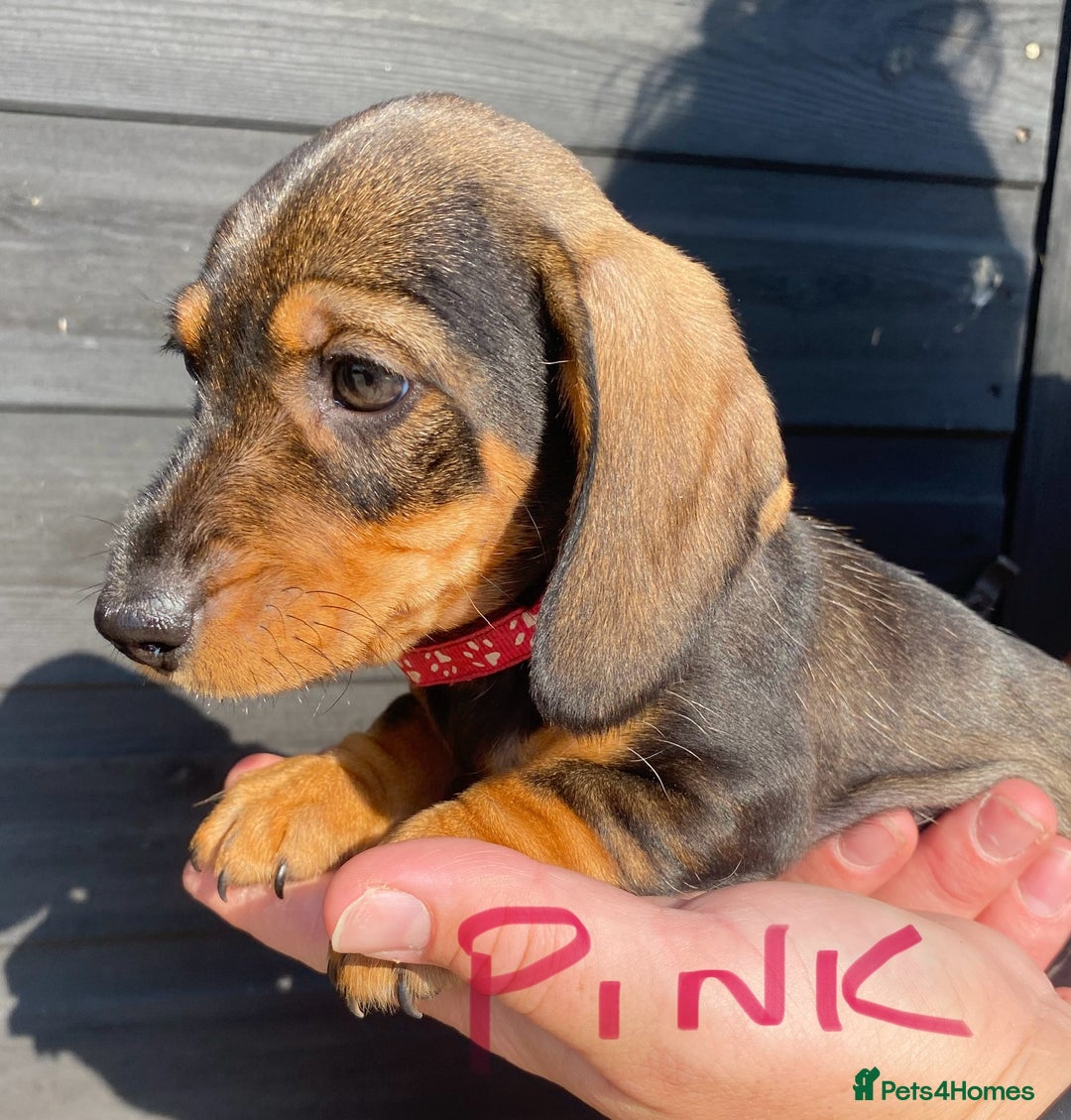 Miniature Dachshund dogs for sale: Quality Dachshund puppies - Image 11