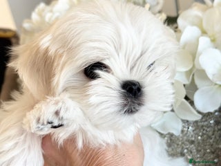 Maltese dogs 🌟Stunning Tiny Korean Maltese KC Reg🌟 - Advert 6
