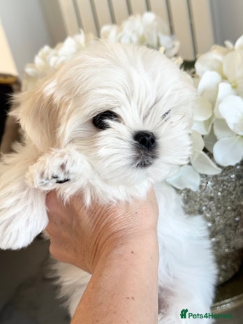 Maltese dogs 🌟Stunning Tiny Korean Maltese KC Reg🌟 - Advert 3
