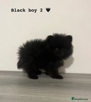 Pomeranian dogs - Advert 10