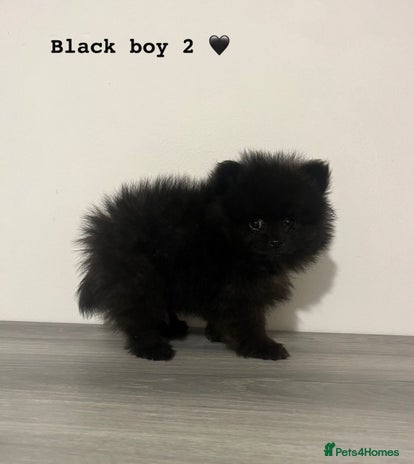 Pomeranian dogs - Advert 1