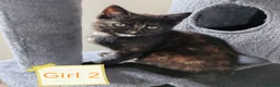 Mixed Breed cats for sale: ❤️❤️❤️ Four adorable kittens ❤️❤️❤️  - Advert 21