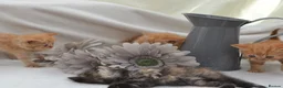 Persian cats for sale: Adorable Purebred Persian Kittens!!! - Advert 3