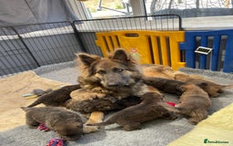 German Shepherd dogs for sale: Blue/Tan Pedigree German Shepherd puppies - Image 8