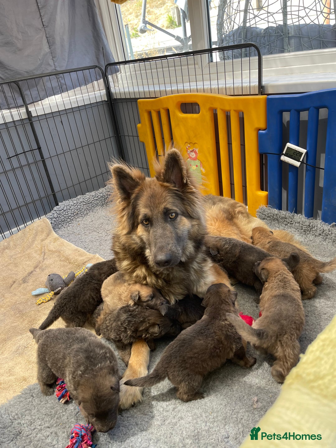 German Shepherd dogs for sale: Blue/Tan Pedigree German Shepherd puppies - Image 8