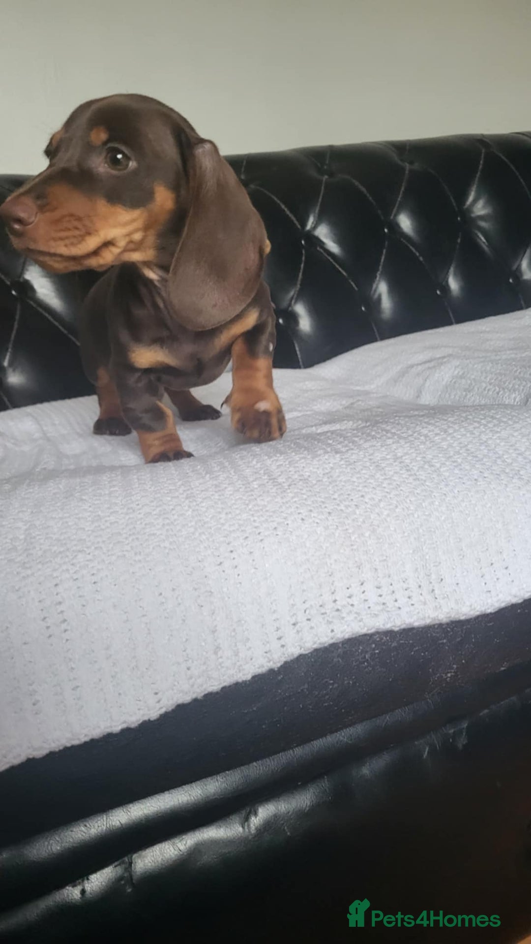 Dachshund dogs for sale: dachshund puppy for sale ! - Image 7