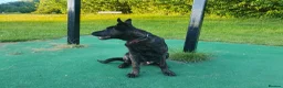 Belgian Shepherd Dog dogs for sale: Dutch shepherd  in Sheffield - Advert 2