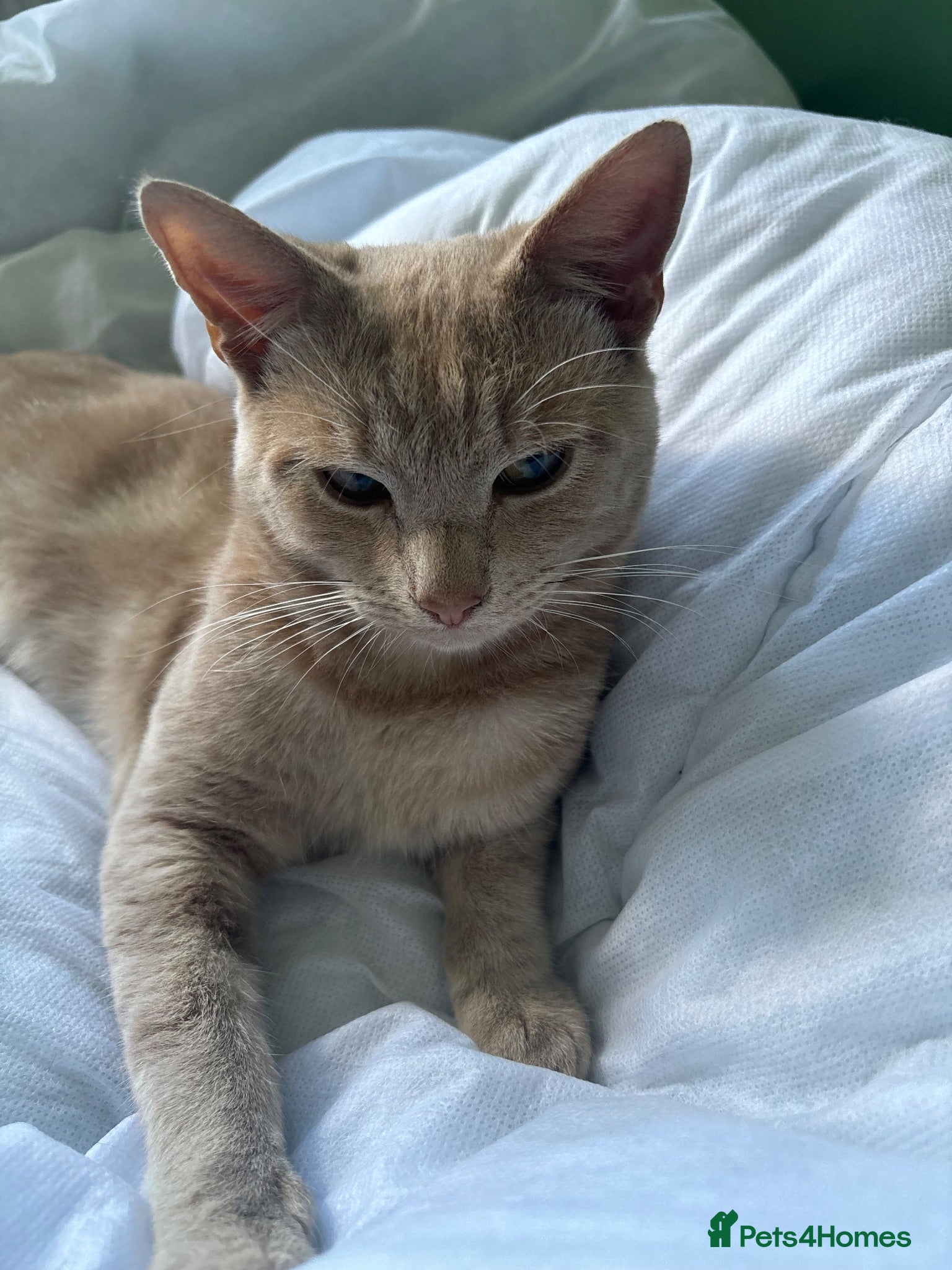 British Shorthair cats Cats for sale - Advert 1