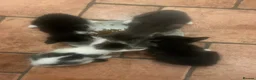 Mixed Breed cats for sale: Beautiful kittens for sale - Advert 20