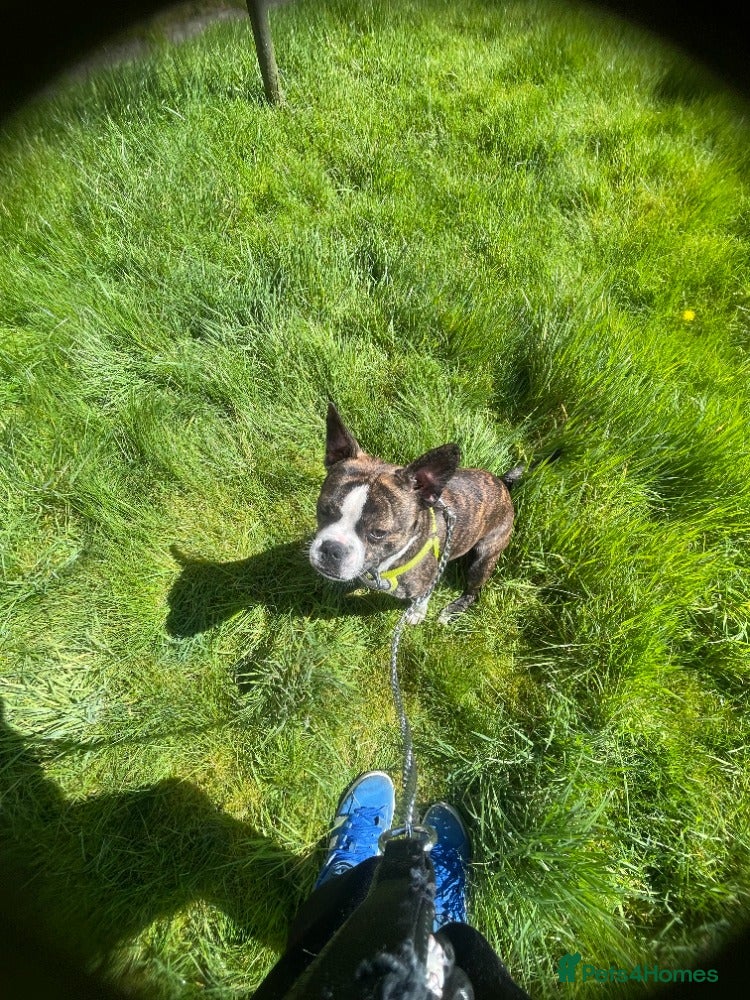 Mixed Breed dogs Frenchie X Staffordshire Bull Terrier - Advert 2