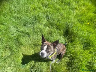 Mixed Breed dogs Frenchie X Staffordshire Bull Terrier - Advert 5