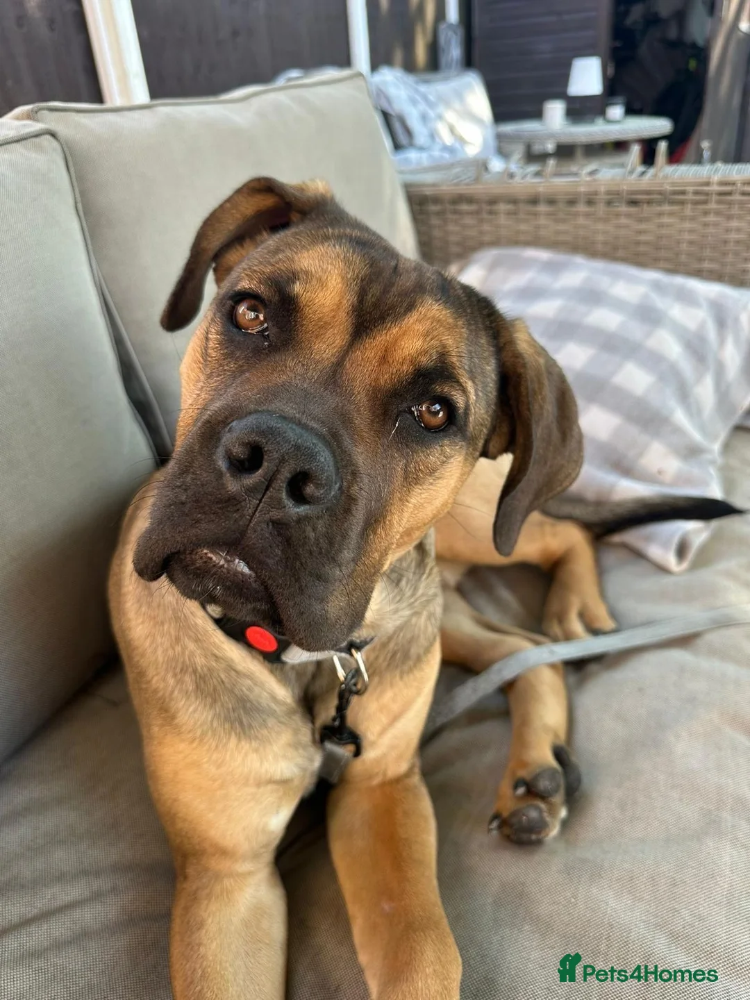 Mixed Breed dogs for sale: Bullmastiff cross - Advert 2