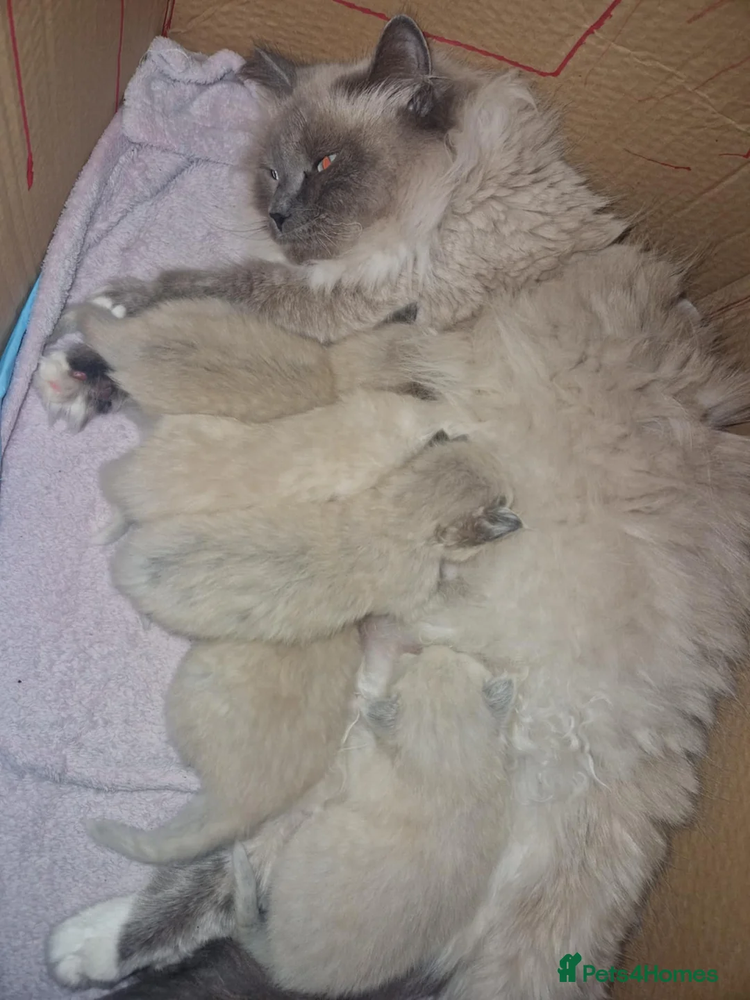 Neva Masquerade cats for sale: 4 Gorgeous 8 week old neva masquerade kittens - Advert 2