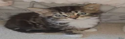 Mixed Breed cats for sale: 2 beautiful fluffy kittens for sale  - Advert 3