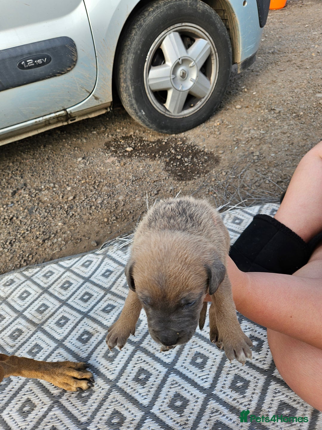 Mixed Breed dogs for sale: Belgian malinois/ border collie  - Image 25