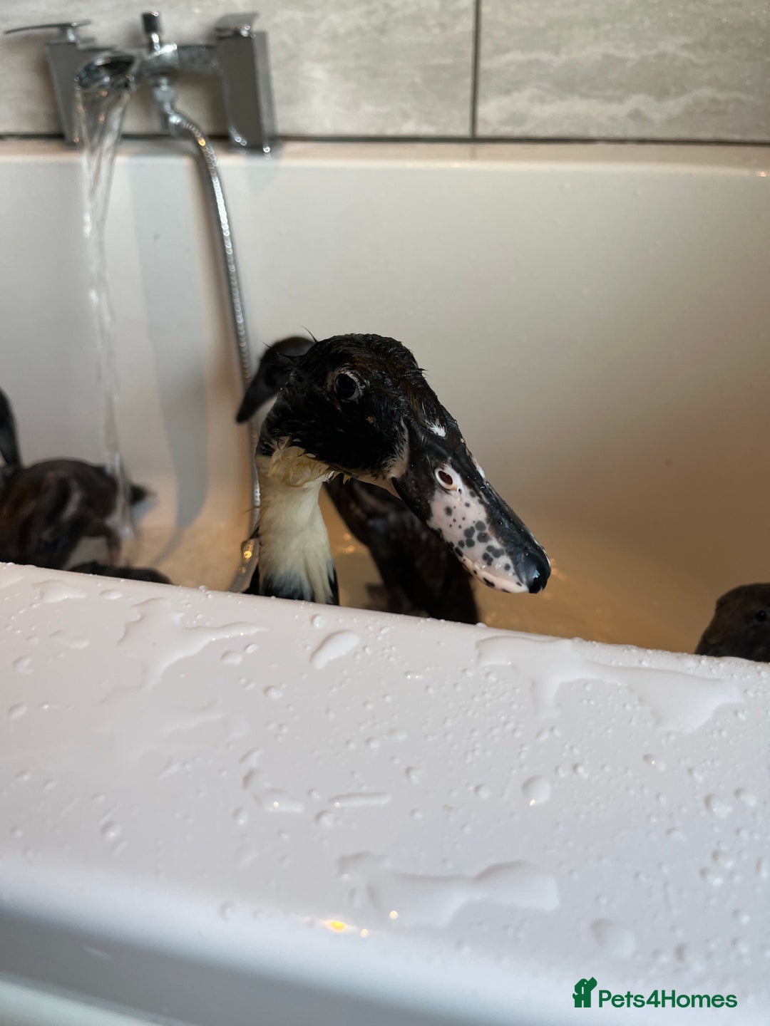 Ducks poultry for sale: Indian runner ducklings - Advert 8