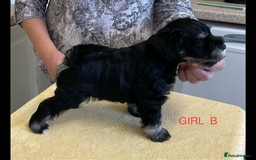 Miniature Schnauzer dogs for sale: BLACK AND SILVER PUPPIES EXCEPTIONAL PEDIGREE - Image 3